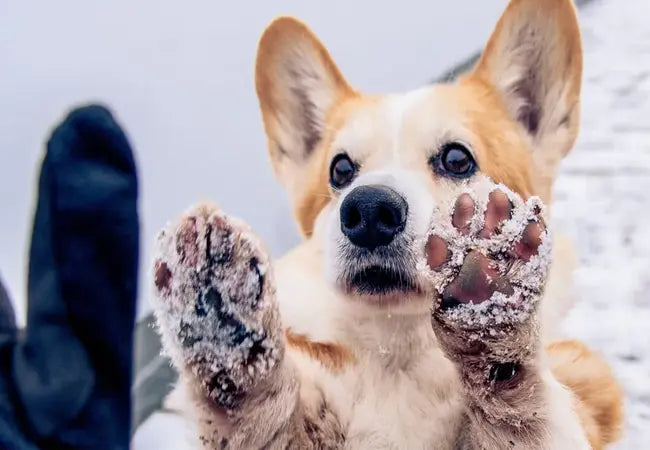 🐾 7 Essential Ways to Clean Your Dog’s Paws in 2025 Keep Them Healthy & Happy! 🧼