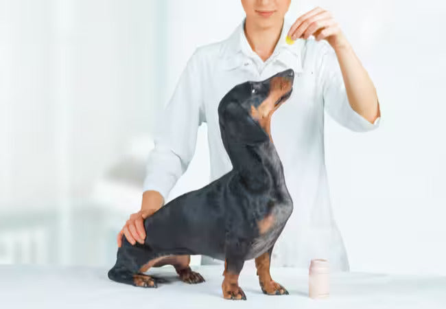 🦴 7 Essential Ways to Prevent and Treat Back Problems in Dachshunds (2025 Guide) 🐾
