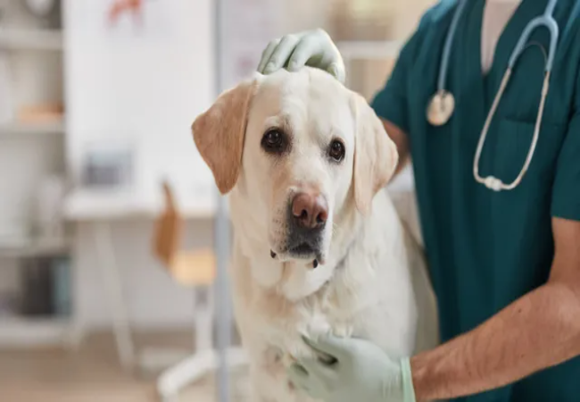 7 Health Issues to Watch in Older Dogs: Vet’s 2025 Guide for Senior Care 🐾🕰️