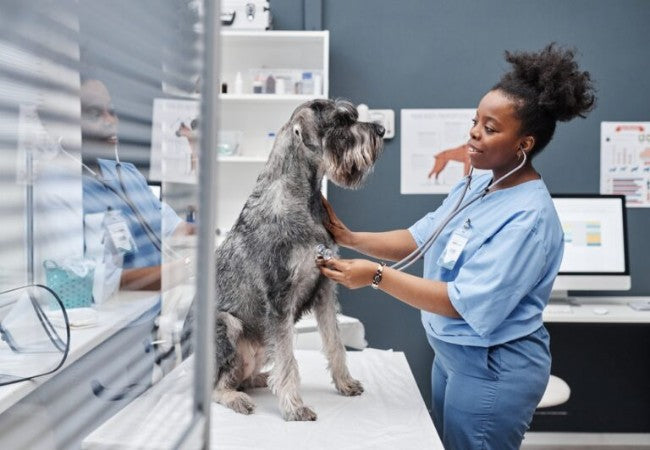 7 Reasons to Thank Your Vet and How to Show It! – 2025 Guide❤️🐾