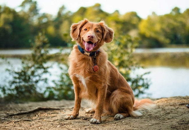 7 Things You Should Never Do to Your Dog: A 2025 Veterinary Guide 🐾🚫