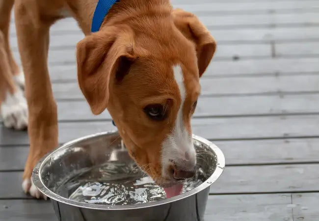 Dangerous Water for Dogs 2025: 7 Vet-Identified Risks 🚱🐕