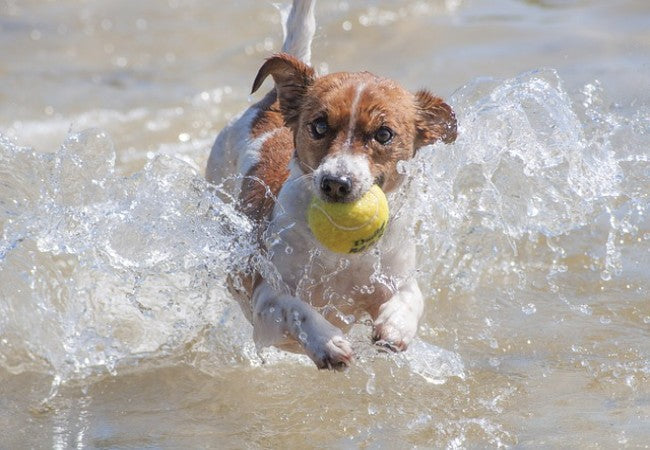 7 Vet Approved Tips to Keep Your Dog Cool in Summer (2025 Edition) 🐶❄️