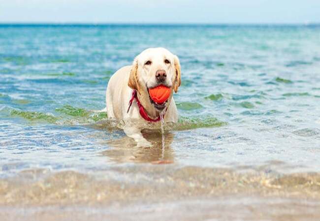 Deadly Water Dangers 2025: 7 Diseases Vets Urge You to Prevent ☠️🐶