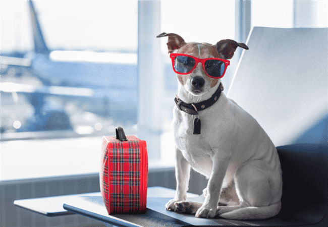 ✈️ 7 Ways to Comfort Your Dog While Flying (2025 Guide) 🐶