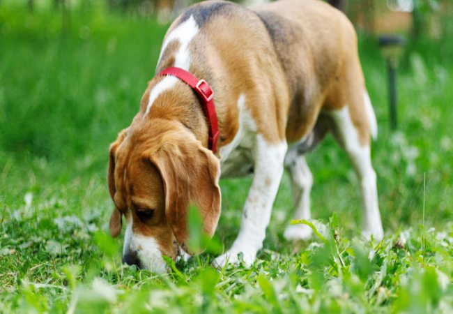 8 Common Urinary Problems in Dogs 2025: Vet Guide to Causes, Signs & Treatments🐾
