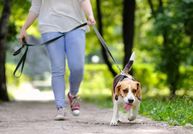 ☀️ 8 Essential Dog Exercise Tips for Warm Weather (2025 Guide) 🐾