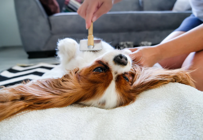 8 Essential Tips for Feeding Your Senior Dog in 2025: Vet‑Approved Strategies 🐕🦴🍎