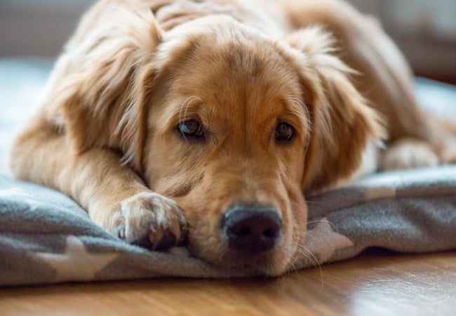 9 Vet‑Approved Tips to Help Dogs Scared of Fireworks in 2025🩺🐶