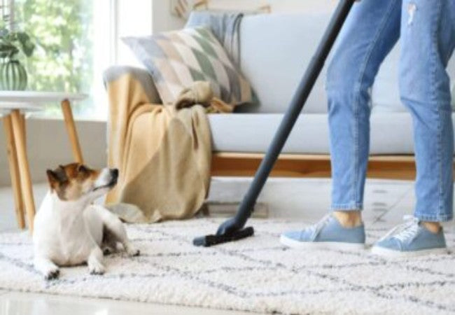 9 Vet Approved Tips to Keep Your Home Fur Free in 2025 🧹🐶