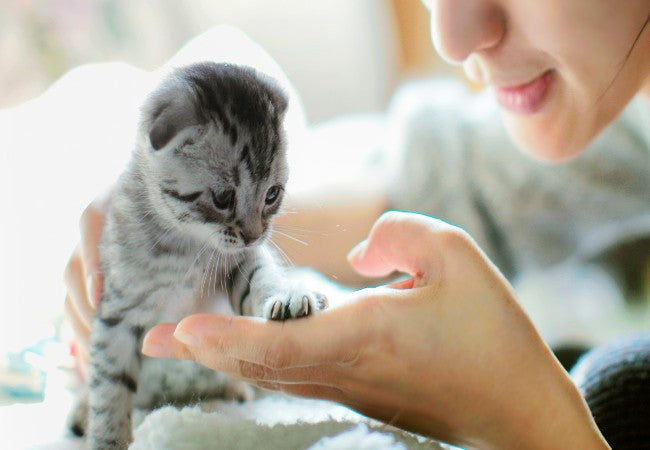 A Vet’s Checklist: Are You Ready for a Kitten? 15 Essential Considerations (2025) 🐱📝