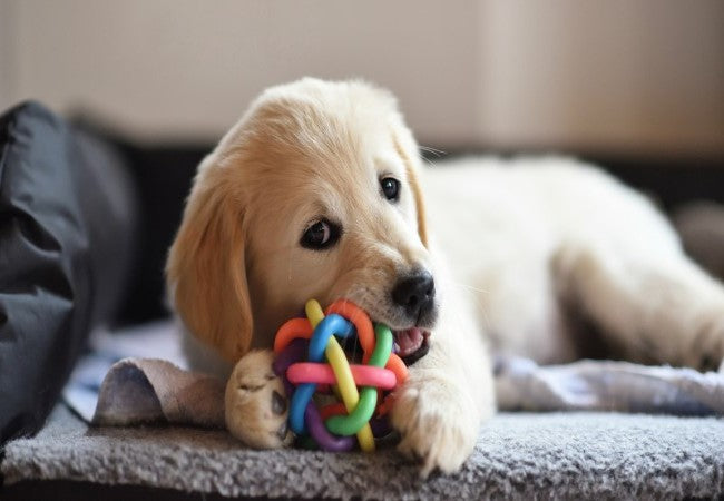 A Vet’s Checklist: Are You Ready for a Puppy? 15 Essential Questions to Ask (2025) 🐶📝