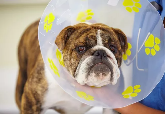 A Vet’s Guide: Creating the Perfect Home Kit for Neuter & Spay Recovery (2025) 🐶🏡