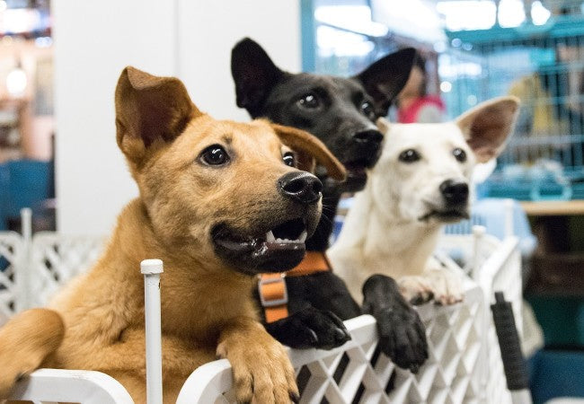 A Vet’s Guide: Should I Rescue from a Shelter or Buy from a Breeder? (2025) 🐾🐶