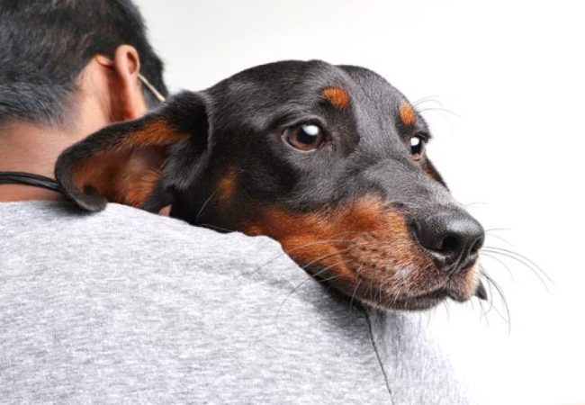A Vet’s Guide: Understanding & Managing Nausea in Dogs (2025) 🤢🐾