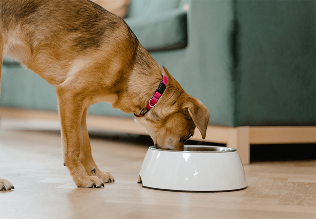 When Should Dogs Move to Adult Food: Essential Timing Tips