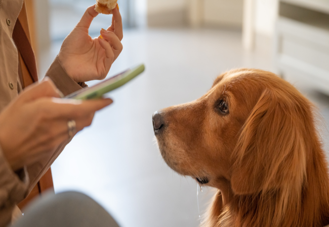 A Vet’s Guide: Why Is My Dog Drooling Excessively but Refusing to Eat? (2025) 🤤🚫🍽️