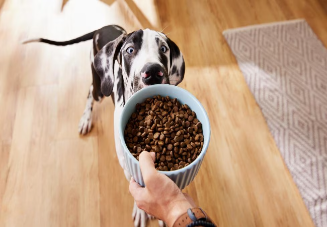 A Vet’s Guide to AAFCO and What It Really Means for Your Dog’s Food 2025 🥣🐶