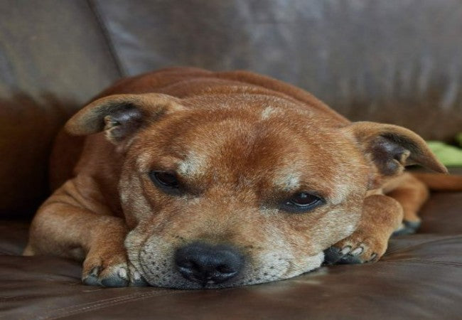 A Vet’s Guide to Converting Dog Years to Human Years 2025 🐾