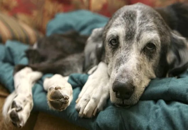 A Vet’s Guide to DIC in Dogs: Understanding and Managing Canine Coagulation Crisis 2025 🩸🐶