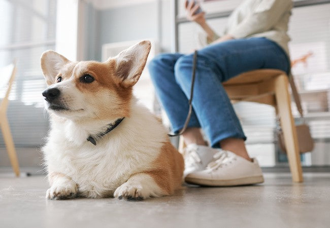 A Vet’s Guide to Diagnosing Lumps & Bumps in Dogs: Tests, Tips & Follow Up 2025 🐶🔍