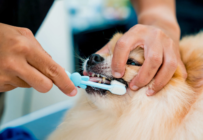 A Vet’s Guide to Dog Teeth & Dental Health 2025 🦷