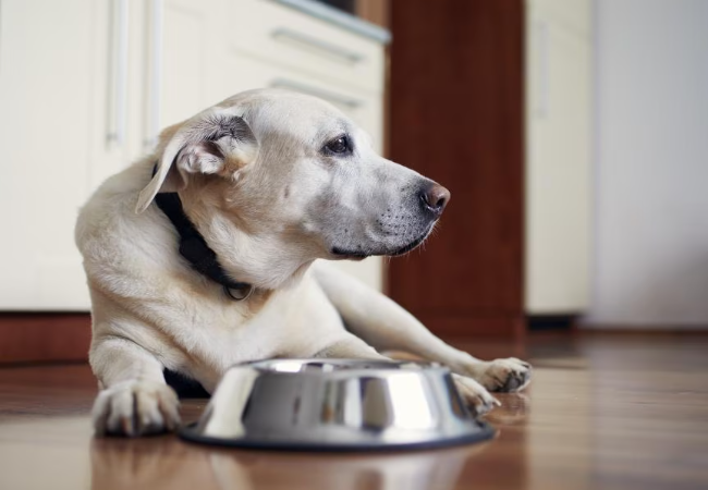A Vet’s Guide to Feeding Dogs Safely After Vomiting 2025 🐶🍲