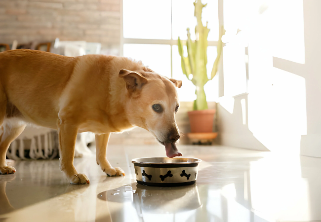 A Vet’s Guide to Feeding Dogs with Kidney Disease 2025 🍽️🐾