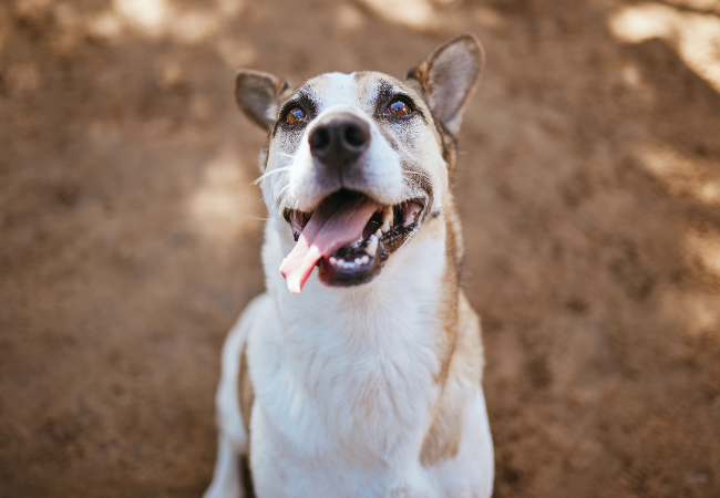 A Vet’s Guide to Finding a Lost Dog: Prevention, Search & Reunion 2025 🐶🔍