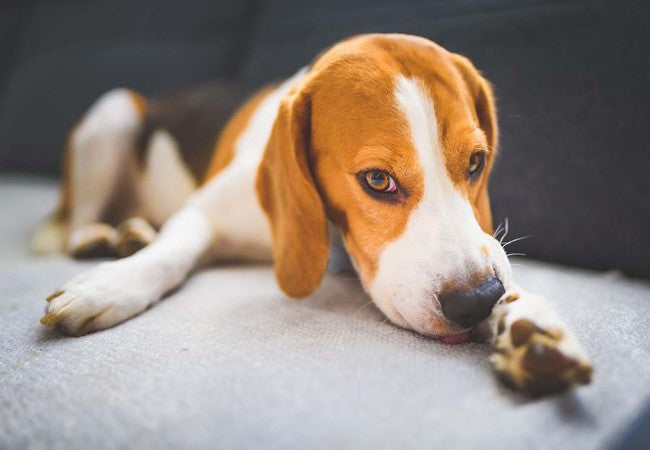 A Vet’s Guide to Food Allergies in Dogs 2025 🐶🍽️
