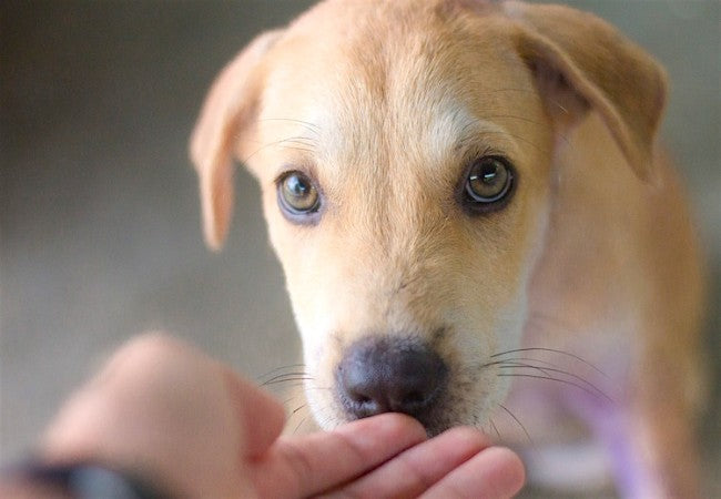 A Vet’s Guide to Frequent Urination in Dogs: Causes, Diagnosis & Home Care (2025) 🐾💧