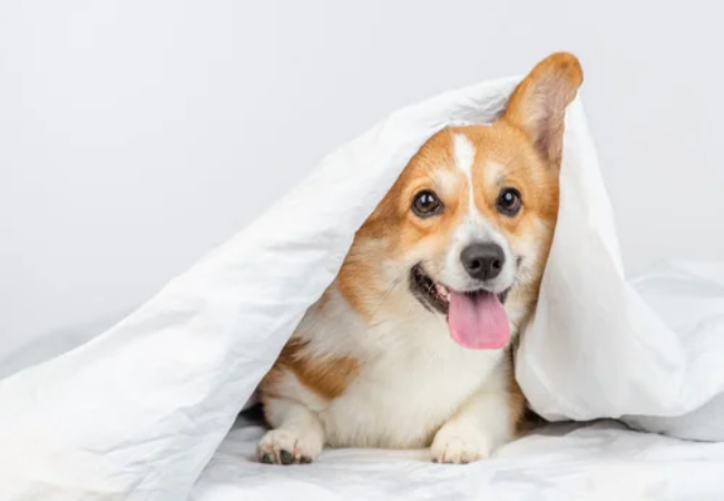 A Vet’s Guide to Helping Dogs with Arthritis in Cold Weather 2025 🧣🐾