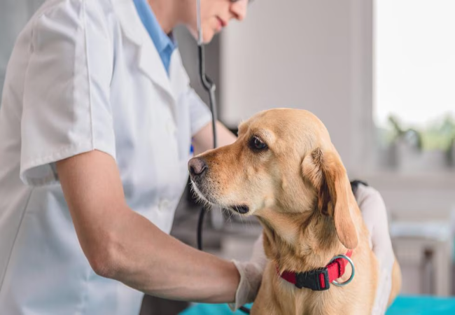 A Vet’s Guide to Hemoabdomen in Dogs: Life‑Threatening Internal Bleeding Explained (2025) 💔🐶