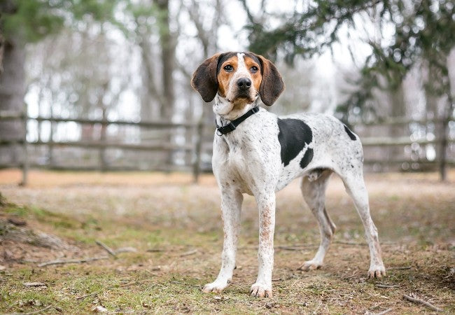 A Vet’s Guide to Hound Dog Breeds 2025 🐕🦺