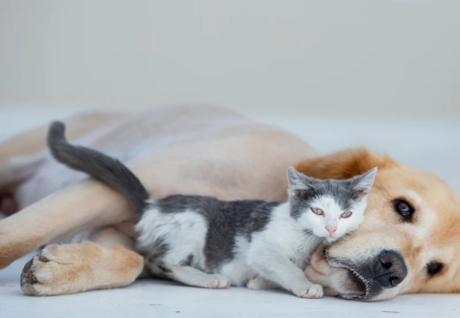A Vet’s Guide to Introducing a Cat to Your Dog: Step by Step, Safe & Stress Free 2025 🐱🐶