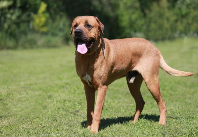 A Vet’s Guide to Japanese Dog Breeds in 2025 🐕