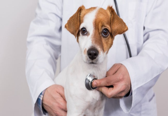 A Vet’s Guide to Medication Side Effects in Pets 2025 🐾