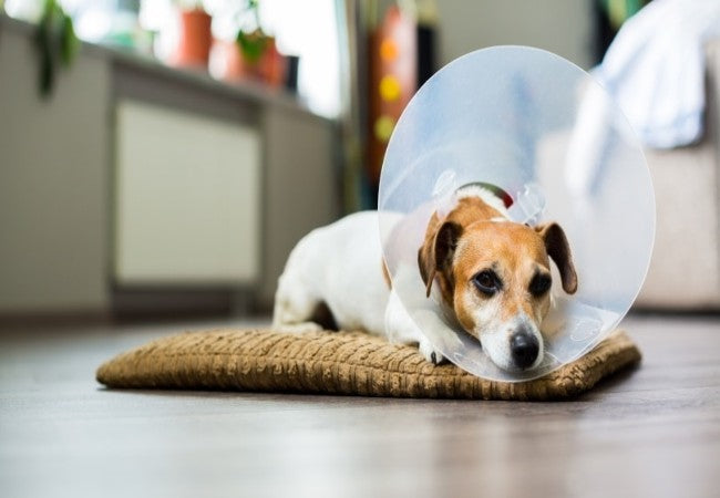 A Vet’s Guide to Neutering & Dog Behavior: What You Need to Know (2025) 🐶✅
