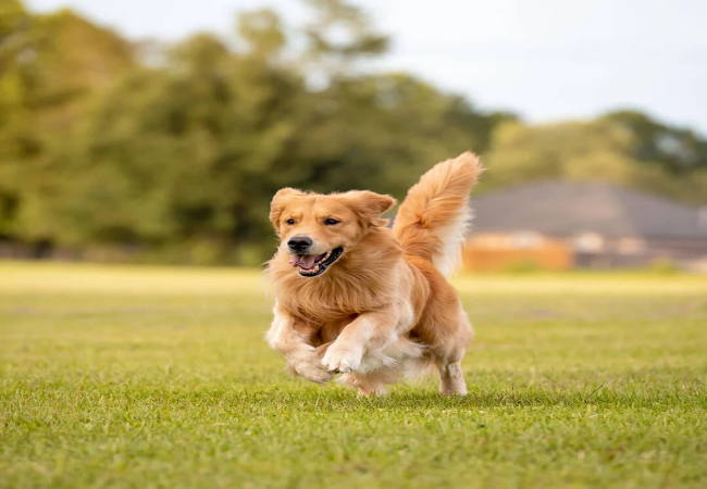 A Vet’s Guide to Probiotics for Dogs: What You Need to Know (2025) 🐶🦠