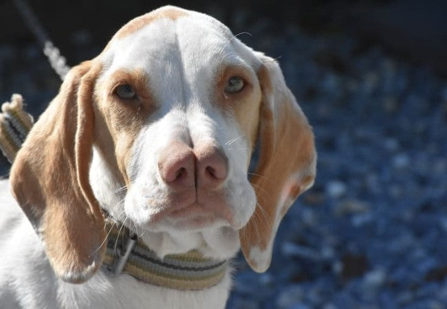 A Vet’s Guide to Rare Dog Breeds 2025 🐾