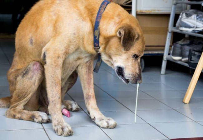 A Vet’s Guide to Rhinitis & Sinus Infections in Dogs: Causes, Diagnosis & Care (2025) 🌬️🐶
