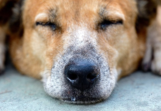 A Vet’s Guide to Runny Nose in Dogs: Causes, Diagnosis & Care (2025) 🤧🐶