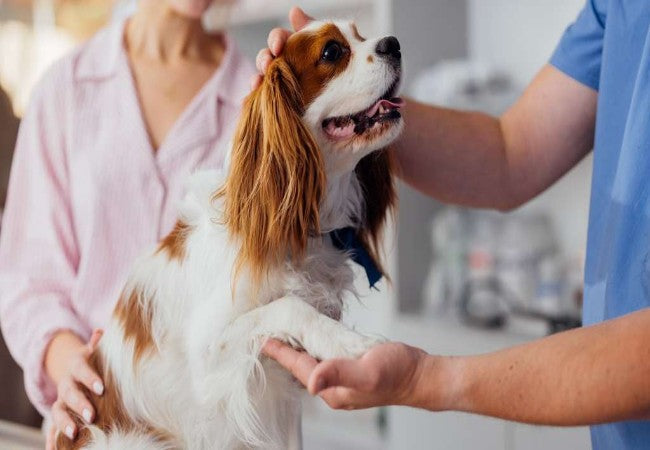 A Vet’s Guide to Should I Desex My Dog? Risks, Benefits & Timing in 2025 🐾
