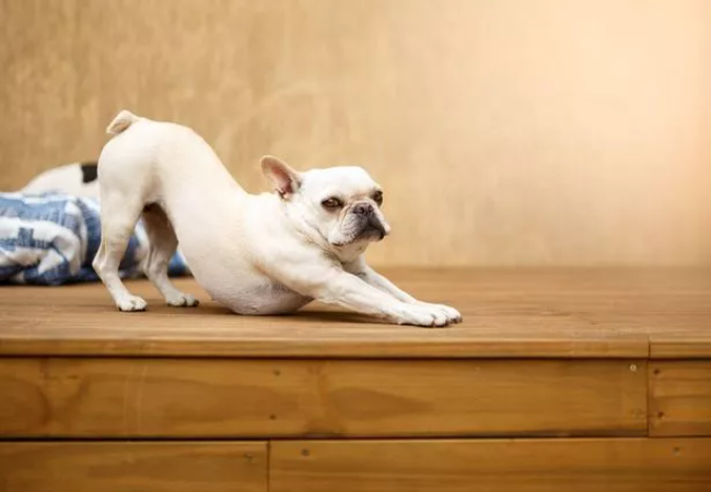A Vet’s Guide to Why Dogs Stretch When They Greet You 2025 🤗🐾
