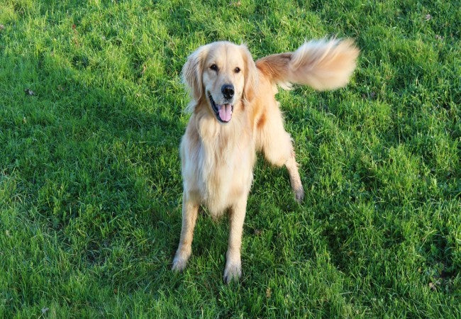 A Vet’s Guide to Why Dogs Wag Their Tails 2025 🐕💬