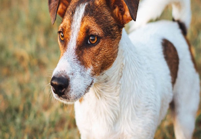 A Vet’s Guide to the Best Dog Breeds for First Time Pet Parents 2025 🐾