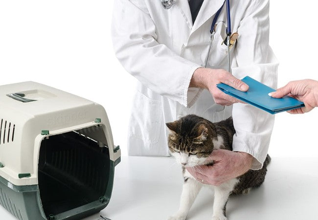 A Vet’s Readiness Checklist: Are You Ready for a Cat? 15 Essential Questions (2025) 🐱📝