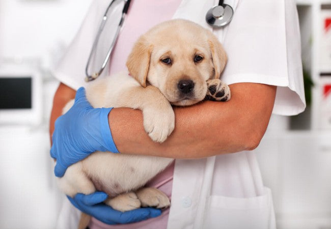 A Vet’s Readiness Checklist: Are You Ready for a Dog? 15 Key Questions (2025) 🐾📝
