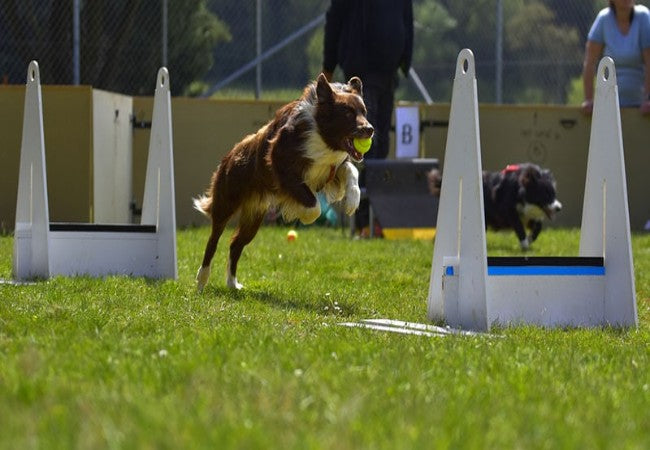 A Vet’s Ultimate Guide to Flyball for Your Athletic Dog (2025) 🐶🚀