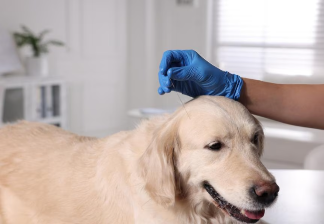 Acupuncture for Dogs Vet Approved Benefits, Conditions & What to Expect 2025💉🐶